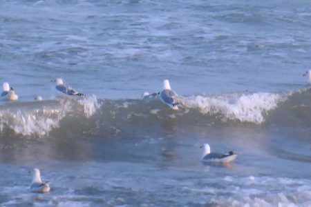 Möwen auf der Ostsee