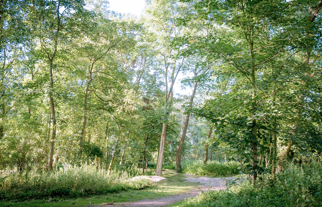 Idyllisches Waldstück im Abenteuerwald