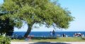 Baum am Ostseestrand