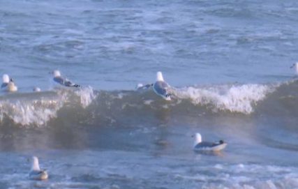 Möwen auf der Ostsee