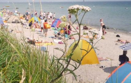 Ostseestrand mit Besuchern